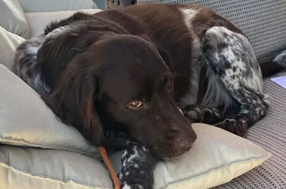 Chien perdu , photo : Chien de chasse perdu à Aups, 10 ans, gentil