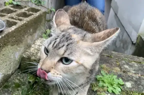 Animaux trouvés , photo: Chatte tigrée sociable trouvée à Val-de-Moder