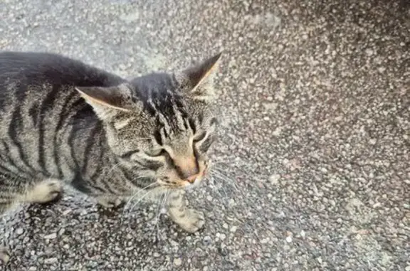 Chat tigré trouvé, sociable, Le Havre - photo