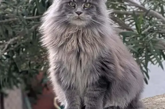 Chat gris perdu, 1 an, Allée Provence - photo