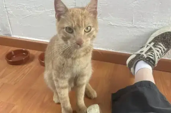 Chat trouvé , photo: Chat roux castré trouvé à Saint-Mars-d'Outillé