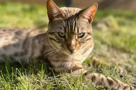 Chat perdu, Bessancourt, photo: Chat Bengal perdu à Bessancourt