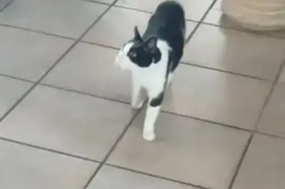 Chatte perdue noire et blanche à Coutras - photo