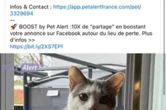 Chat perdu gris/blanc Rue du Vieux Moulin - photo