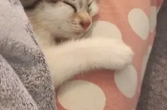 Chat perdu, Cozes, photo: Chatte joueuse 7 mois perdue à Cozes