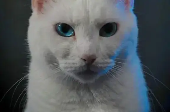 Animaux perdus Saint-Nazaire, photo: Chat blanche Trompette perdue à St-Nazaire