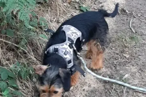 Chien perdu Yèvres, photo : Teckel perdu à Dunkerque, Rue de Flandres