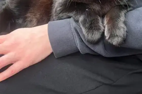 Friendly Lost Cat Found in London