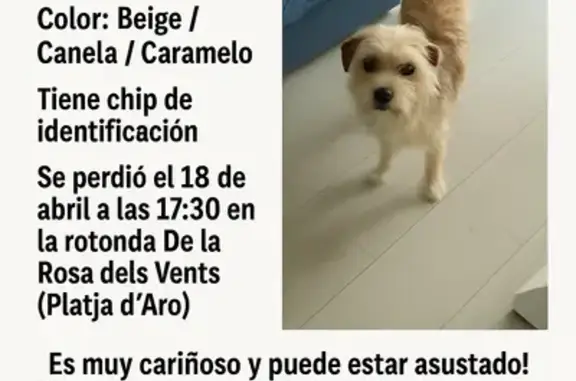 Perro perdido en Carrer Pinell, Platja d'Aro