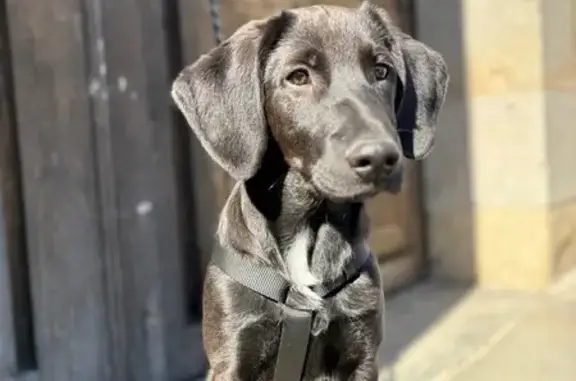Chien perdu à Le Verger : Labrador-Beauceron - photo