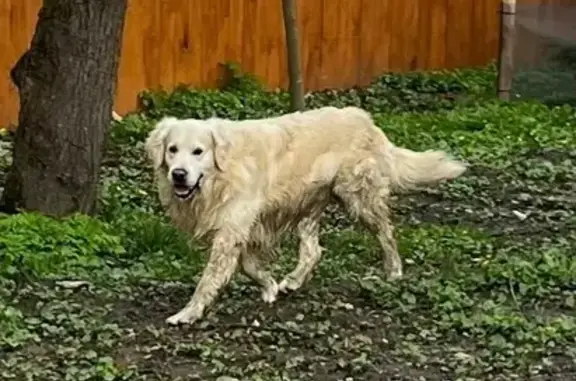 Знайдено ввічливого лабрадора...