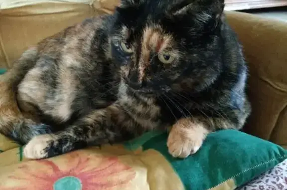 Chat perdue : Écaille de tortue craintive - photo
