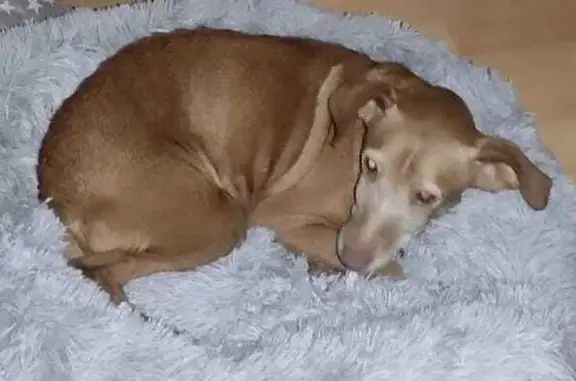 ¡Ayuda a encontrar a Mini, podenco perdido!