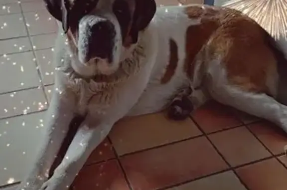 Chien perdu: Saint Bernard 1 an à Sagy - photo