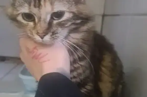 Animaux trouvés , photo: Chat retrouvé blessé, soigné, attend maîtres