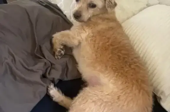 Lost Senior Dog: Cream, Curly, Needs Meds