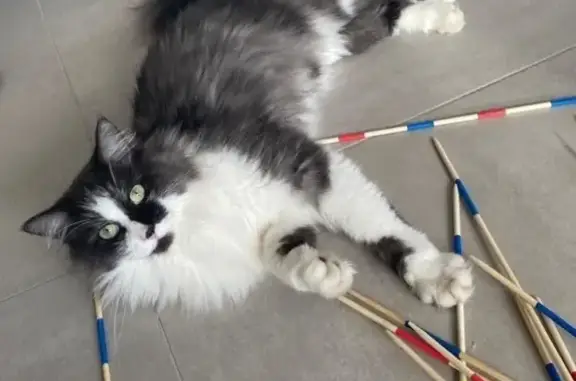 Chat perdu, Nouvelle-Aquitaine, photo: Chat mâle perdu à Meschers-sur-Gironde