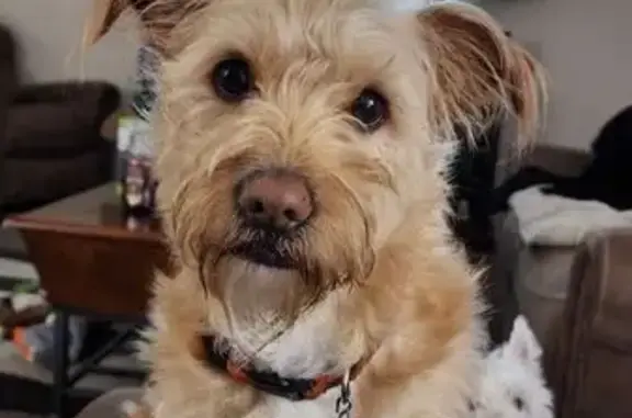 Wheat & White Dog Lost in Chino Valley