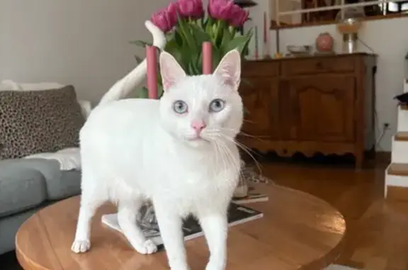 Animaux perdus Puteaux, photo: Chat blanc perdu, yeux bleus, Puteaux