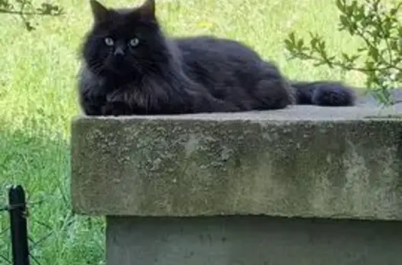 Animaux trouvés Divonne-les-Bains, photo: Chat perdu Pitouto, noir, Divonne-les-Bains