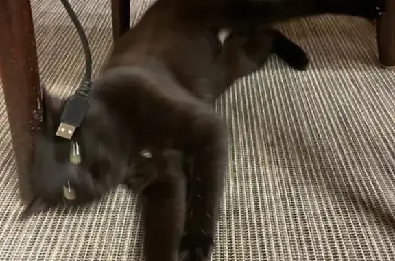 Animaux trouvés Bessines-sur-Gartempe, photo: Chat marron câlin trouvé à Bessines