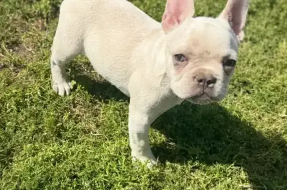 Lost Dog: White with Blue Eyes, Bakersfield