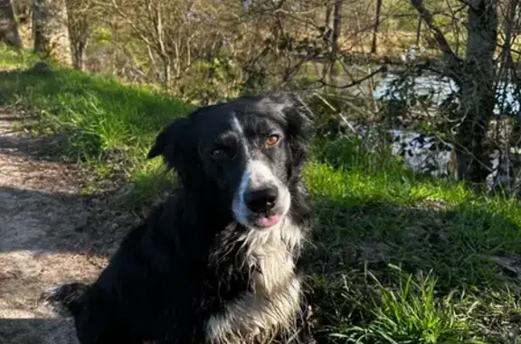 Animaux perdus La Ferté-Saint-Aubin, photo: Border collie perdu Rue de la Forêt Voisine