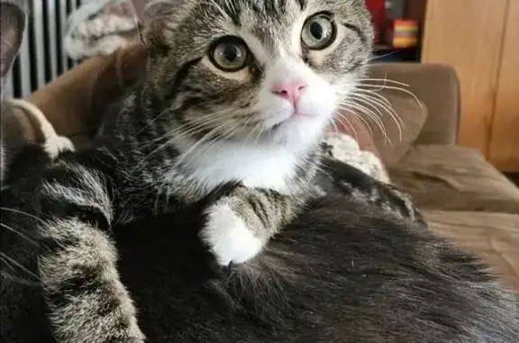 Lost Tabby Cat: White Paws & Pink Nose