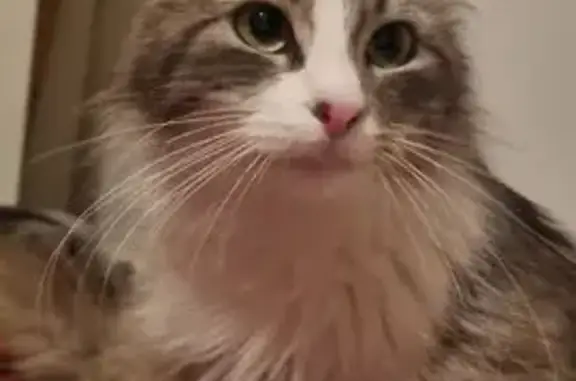 Chatte gestante trouvée, Ploufragan - photo