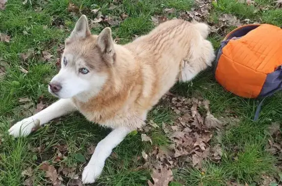 Chien trouvé , photo: Chien Husky/Akita trouvé à Saint-Alban