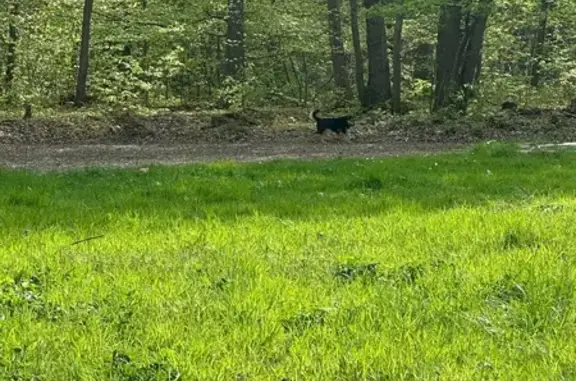 Chien errant trouvé en forêt à Plaisir - photo