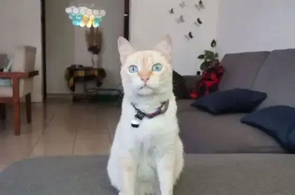 ¡Ayuda! Gato Perdido en Tulancingo