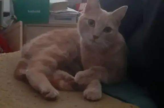 Chat trouvé Albi, photo: Chatte crème trouvée, attaque les poules