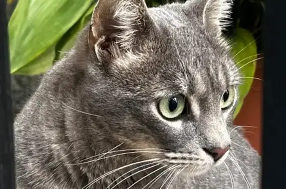 ¡Ayuda! Gato Gris Perdido en Alhaurín
