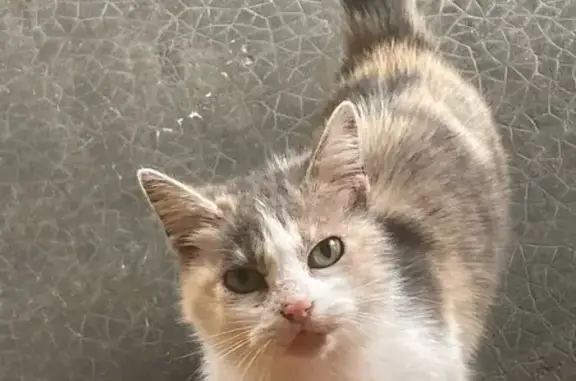Chat tricolore trouvé sous terrasse 574 - photo
