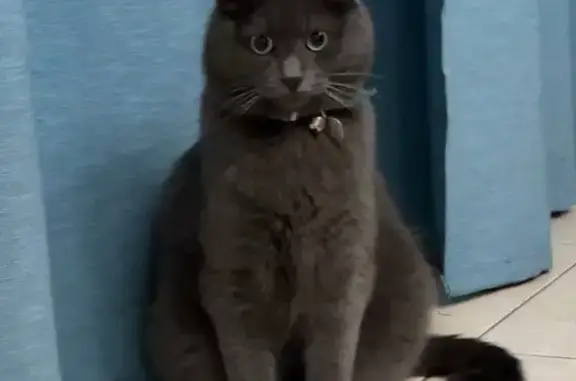 Chat gris perdu, collier bleu, Les Sables - photo