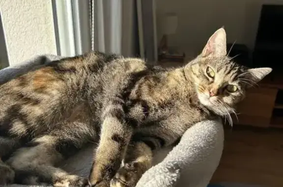 Animaux perdus , photo: Chatte tricolore perdue à Saint-Martin