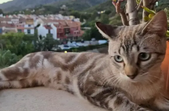 Gato Atigrado Perdido con Chip en Marbella