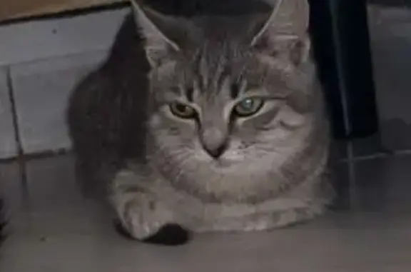 Animaux perdus Caudry, photo: Chat gris clair perdu, craintif, Caudry