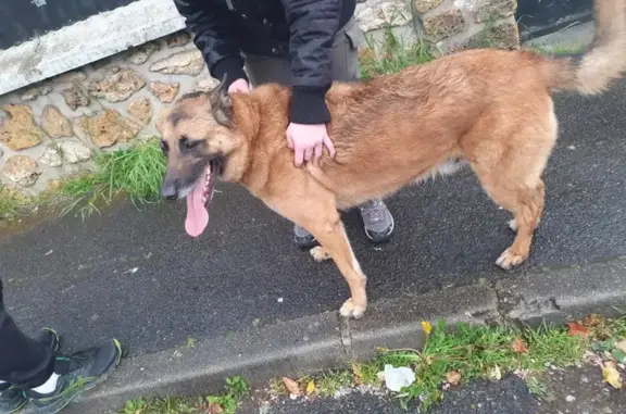 Chien trouvé Vigneux-sur-Seine, photo: Chien trouvé: Berger allemand marron, Vigneux