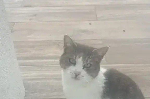 Chat trouvé , photo: Chat trouvé rue du Mai, Jupilles