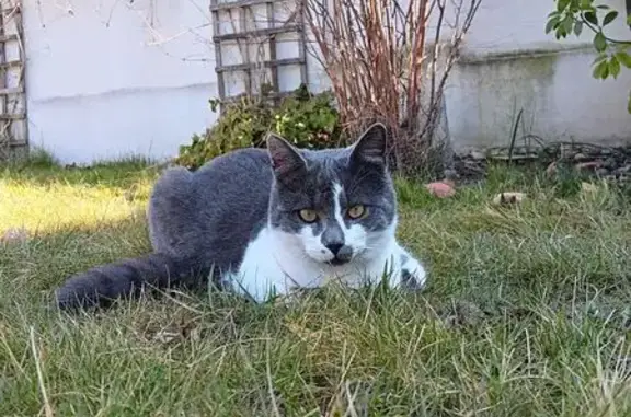 Chat perdu, Village-Neuf, photo: Chat gris et blanc perdu à Village-Neuf