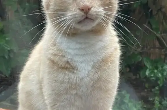 Chat mâle castré trouvé à Caussade - photo
