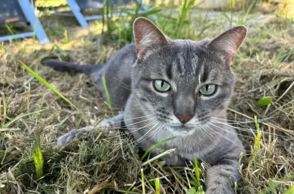 Chat perdu, peureux, collier noir à Corzé - photo