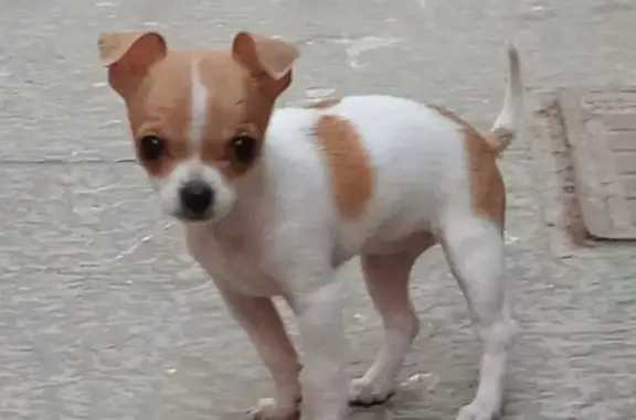 Chihuahua Perdida: ¡Ayuda a Encontrar a Chanel!