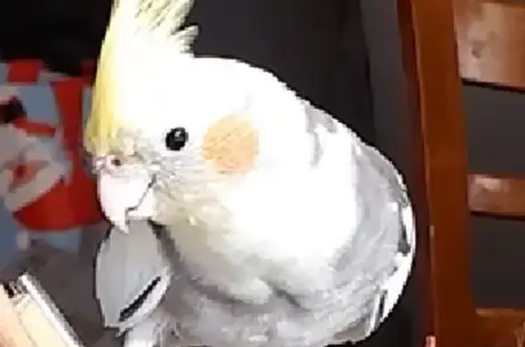 Lost Bird: Healthy, Free-Spiri...