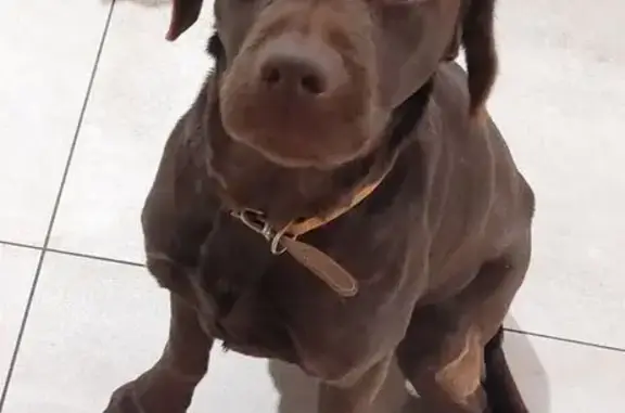 Chien perdu Le Havre, photo : Labrador chocolat perdue au Havre