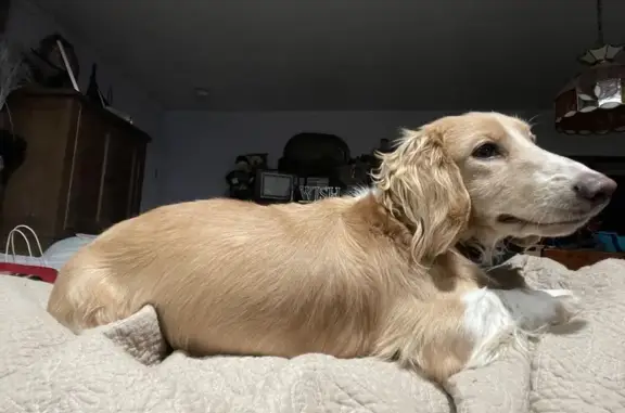 Lost Cream Pie Dachshund on Homestead Dr.