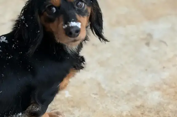 Lost Mini Doxie: Black & Brown in Albany