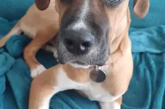 Chienne croisée perdue à La Madeleine - photo